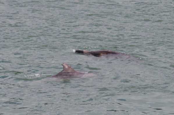 07 February 2012 - 09-28-20.jpg
I'm told this is rare shot - a dolphin and a seal swimming together. But that not any old dolphin.....that's Danny the Dartmouth Dolphin.
#DannyTheDartmouthDolphin #DolphinAndSeal